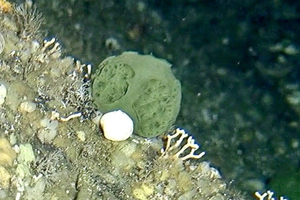 This sponge, discovered in 2005 off the coast of Alaska, contains a molecule that destroys pancreatic cancer cells. Photo: AFP
