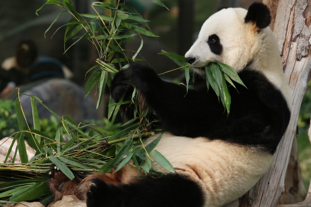 Chinese fashion designers and brands say they want to win customers by the merit of their design, but without Chinese motifs like panda, dragons, phoenixes and bamboo. Photo: Sam Tsang