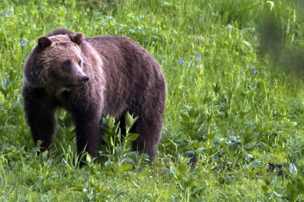 A grizzly bear roaming near Beaver Lake in Yellowstone National Park, Wyoming. For the second time in a decade, the US government has removed grizzly bears in the Yellowstone region from the threatened species list. Photo: AP