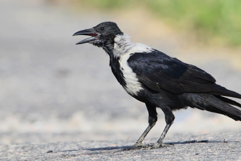 The collared crow can be seen around Plover Cove and Deep Bay. Photo: Alamy