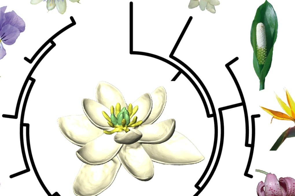 This handout picture received on July 31, 2017 shows a schematic representation of how all living flowers ultimately derive from a single ancestor (pictured in the centre) that lived about 140 million years ago. Photo: AFP