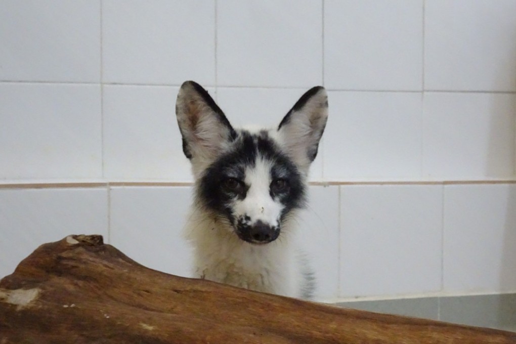 The fox is currently being quarantined for rabies and other potential infectious diseases. Photo: Ocean Park