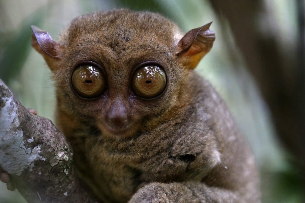 The fist-sized tree-dwelling tarsier, considered as the world's smallest primate, are in danger of extinction due to increasing deforestation in the Philippines. Photo: EPA