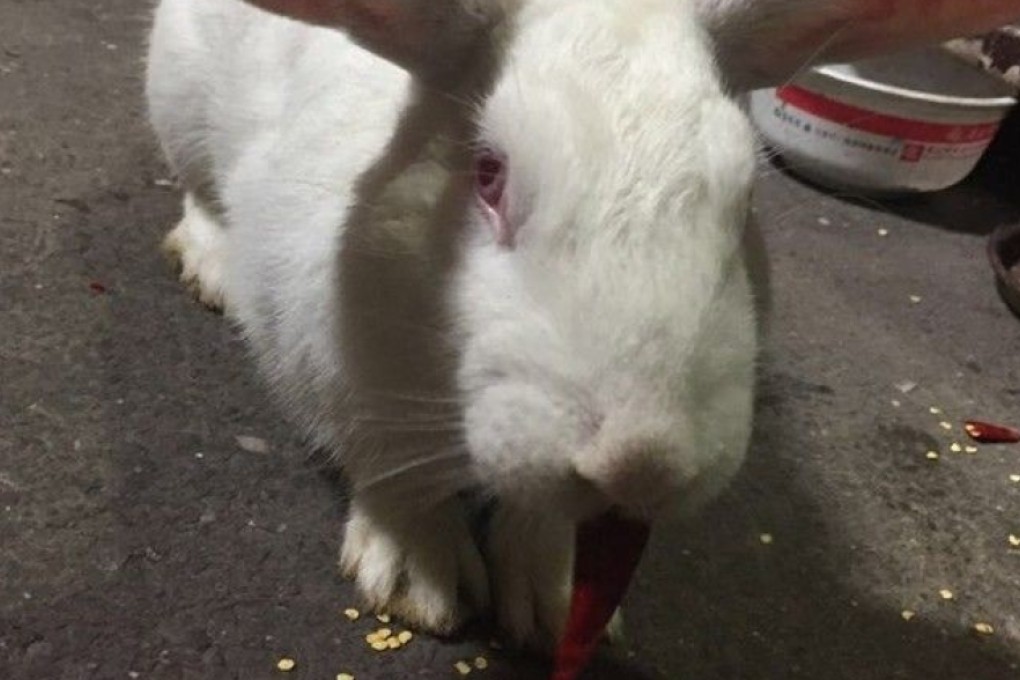 Chongqing pet proves city’s human residents aren’t the only ones who love spicy cuisine