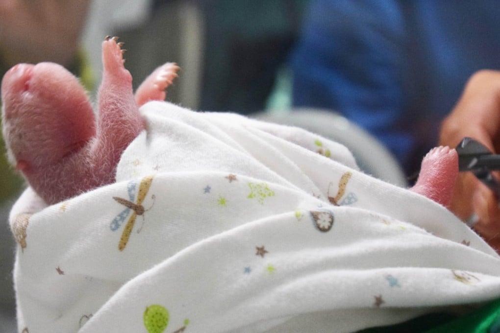 The world’s first giant panda cub with both captive and wild parents in Chengdu, Sichuan province, on Monday. Photo: Xinhua
