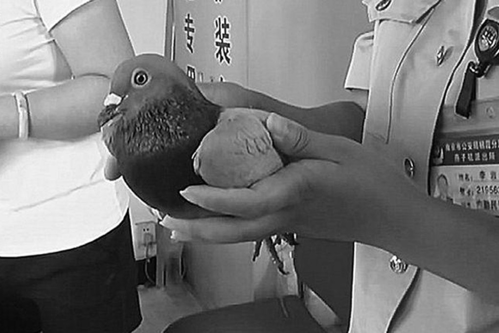 The pigeon used in the scam. Photo: Handout