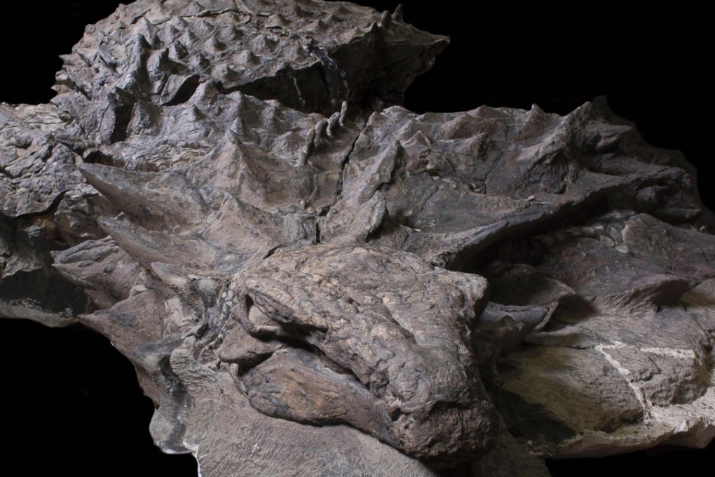 This photo courtesy of the Royal Tyrrell Museum of Paleontology shows the well-preserved 110-million-year-old Borealopelta markmitchelli on view at the Royal Tyrrell Museum of Palaeontology in Drumheller, Canada. Photo: AFP