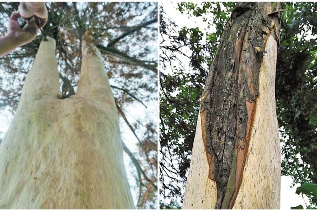 The damaged trees in Guangdong province. Photo: Handout