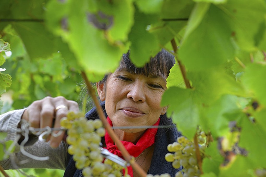 The report expects total consumption volume of grape-based wine, rather than rice wine, in China will increase at a compound annual growth rate of about 6 per cent over the next decade. Photo: SCMP Handout