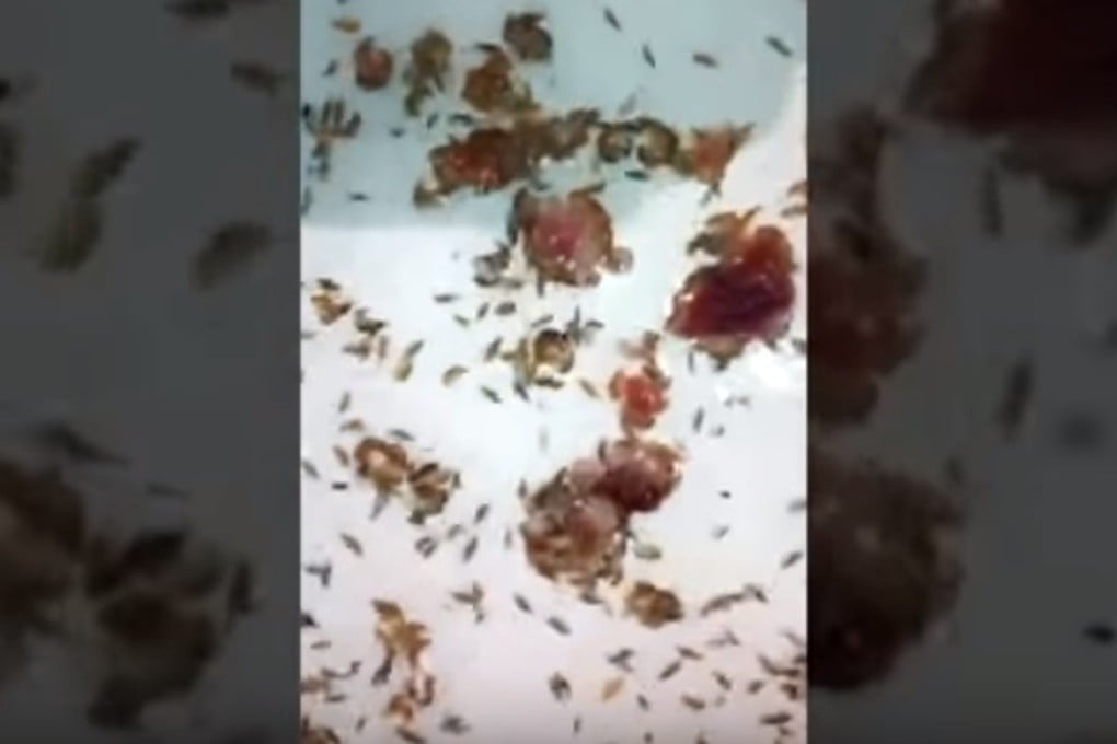 Footage of the tiny sea creatures recorded by Sam Kanizay’s father. Photo: YouTube