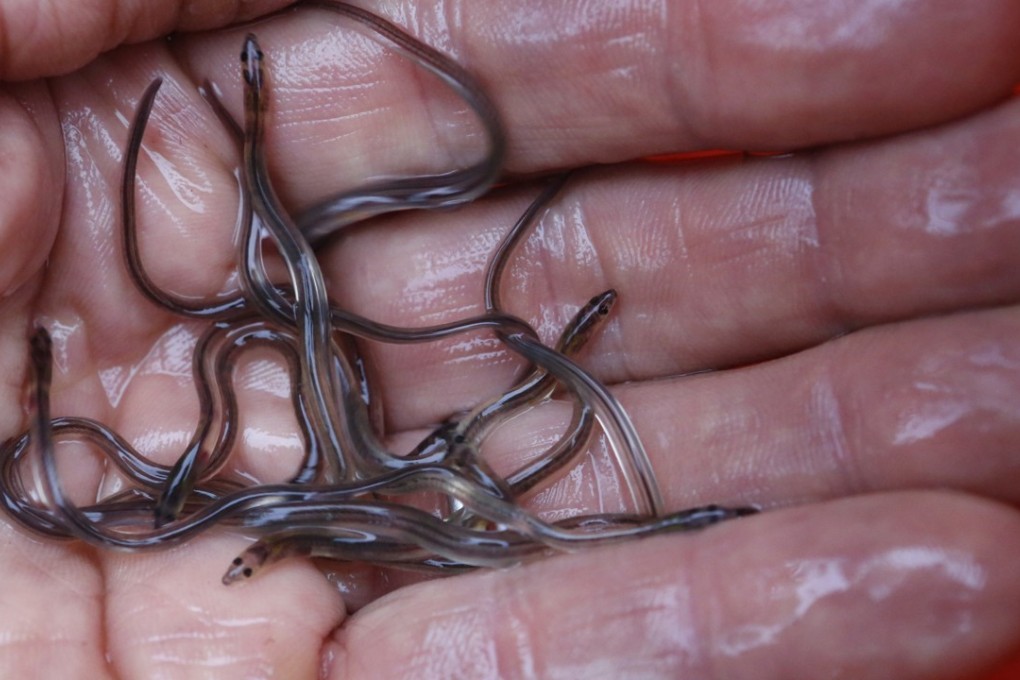 In this May 25, 2017 photo, baby eels, also known as elvers, are held in Brewer, Maine. Changes in the worldwide fisheries industry have turned live baby American eels into a commodity that can fetch more than $2,000 a pound at the dock, but the big demand and big prices have spawned a black market that wildlife officials say is jeopardising the species. Photo: AP