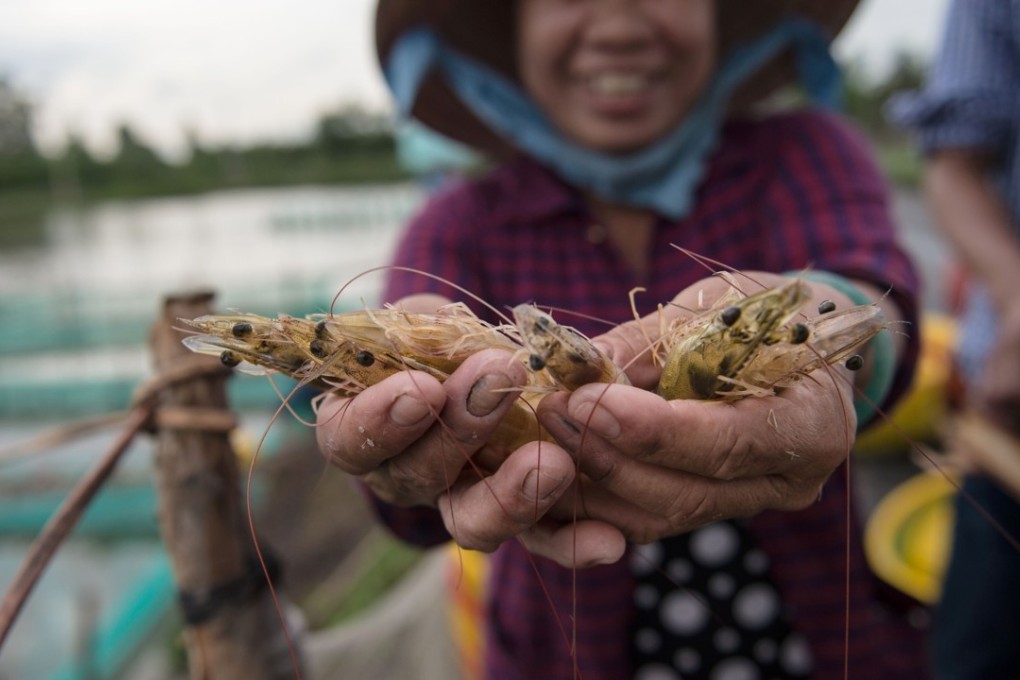A shrimp farmer smiles as she shows shrimp she harvested from her pond in the My Xuyen district in southern Vietnam. Photo: AFP