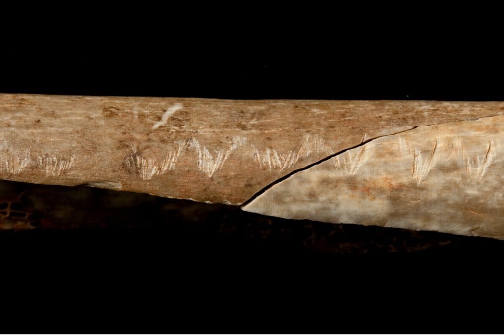 An engraved human bone associated with ritualistic cannibalism can be seen in this photo provided by the Natural History Museum in London. The bone was found in Gough’s Cave in Somerset. Photo: Reuters