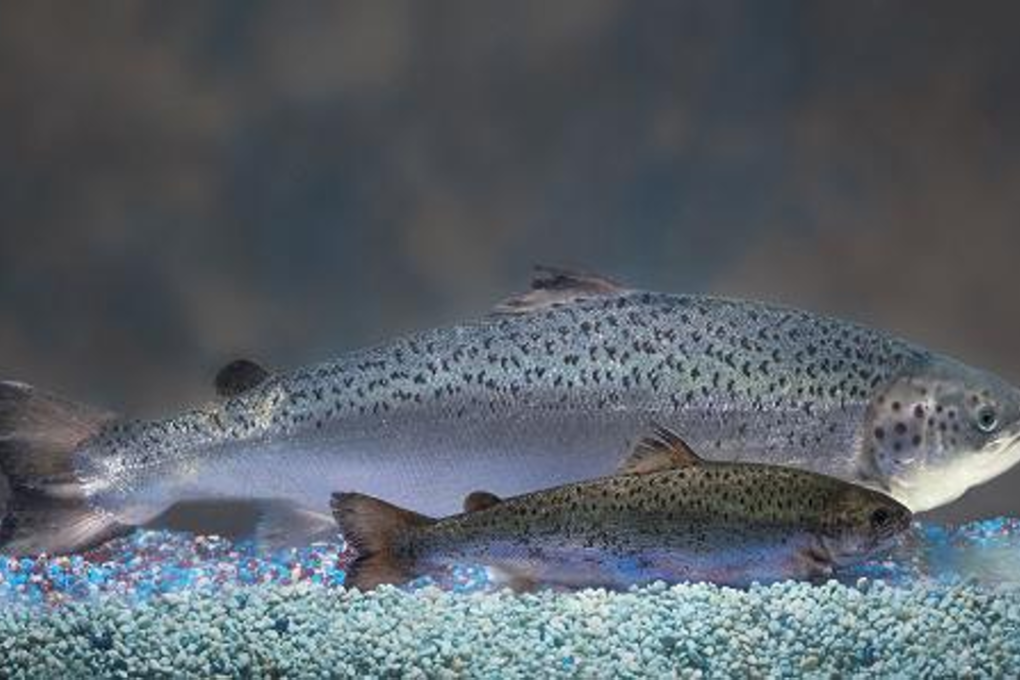 Twelve-month old sisters. The larger salmon has the transgene. The smaller fish will eventually grow as large. Photo: Aquabounty/Barrett & MacKay Photo