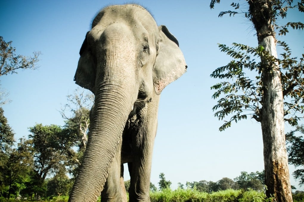 An elephant in Chilapata forest, north Bengal. Photo: South China Morning Post