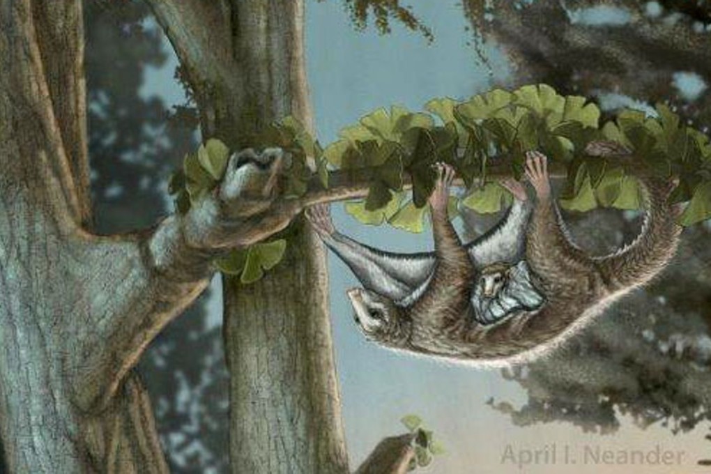 An artist’s reconstruction released by the University of Chicago shows a Maiopatagium furculiferum with its baby climbing on a tree trunk. Picture: AFP
