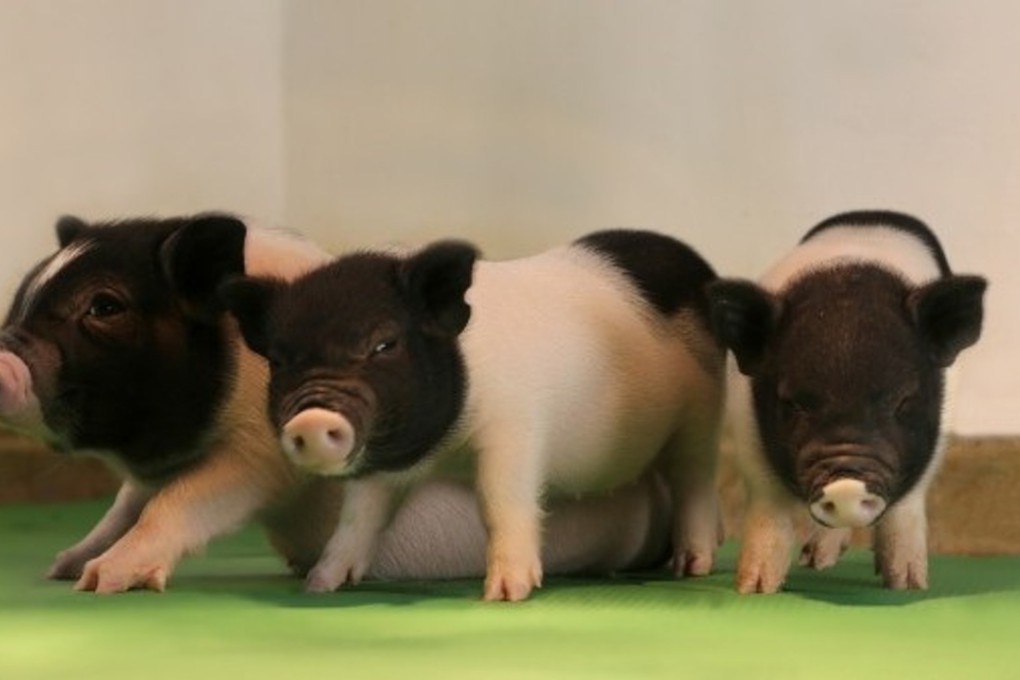 These piglets bred by eGenesis are among the first to have been born without innate porcine viruses in their DNA - a major step towards pig-to-human organ transplants. Photo: eGenesis