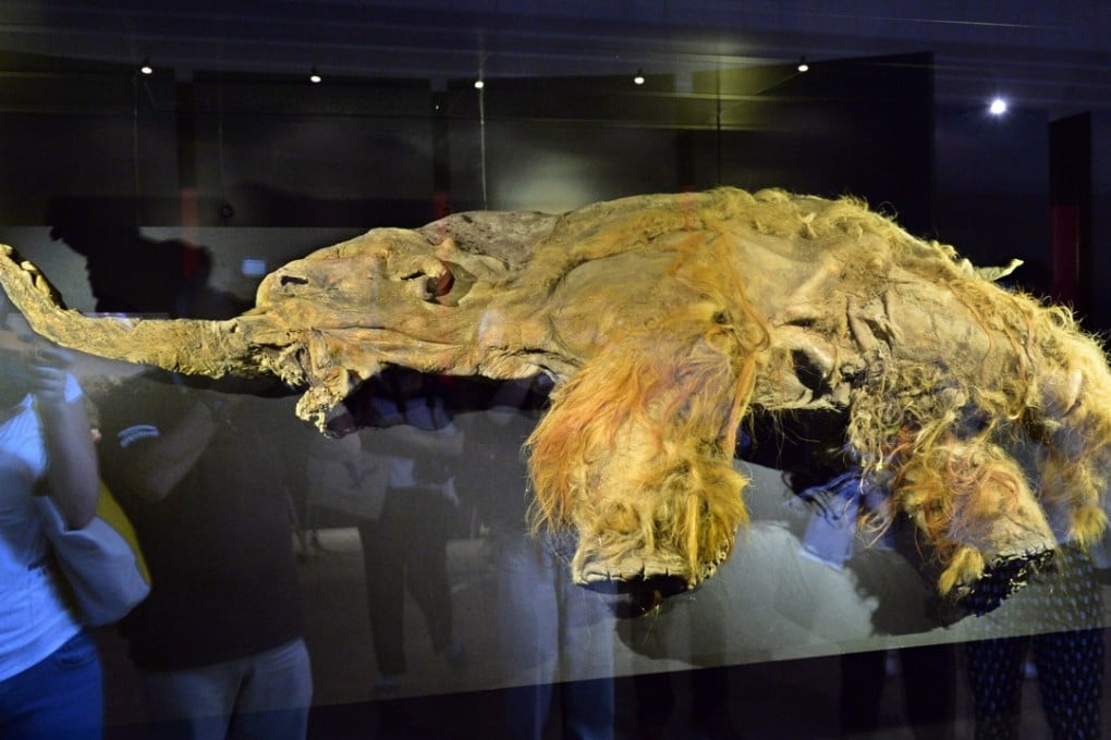 The frozen carcass of a 39,000-year-old female woolly mammoth named Yuka from the Siberian permafrost is displayed for an exhibition in Yokohama, Japan, in July 2013. Picture: AFP