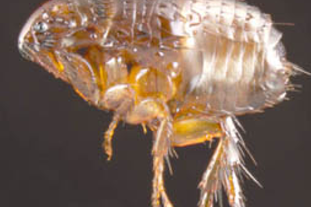 Photo: Parasite and Diseases Image Library, Australia