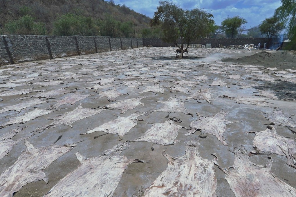 China’s demand for donkey skins is so great that it is endangering donkey populations worldwide. Photo: AFP