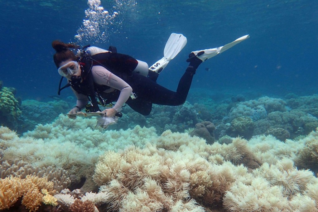 A diver examines bleaching on a coral reef on Orpheus Island. Photo: AFP