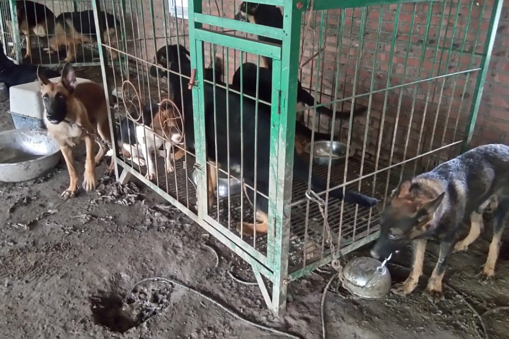 Beijing police found stolen pet dogs at the workshop. Photo: Handout