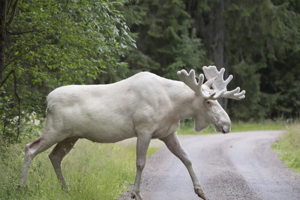In this July 31, 2017 file photo, a rare white moose is spotted in Gunnarskog, Varmland province, Sweden. There are only around 100 white moose in Sweden. Photo: AP