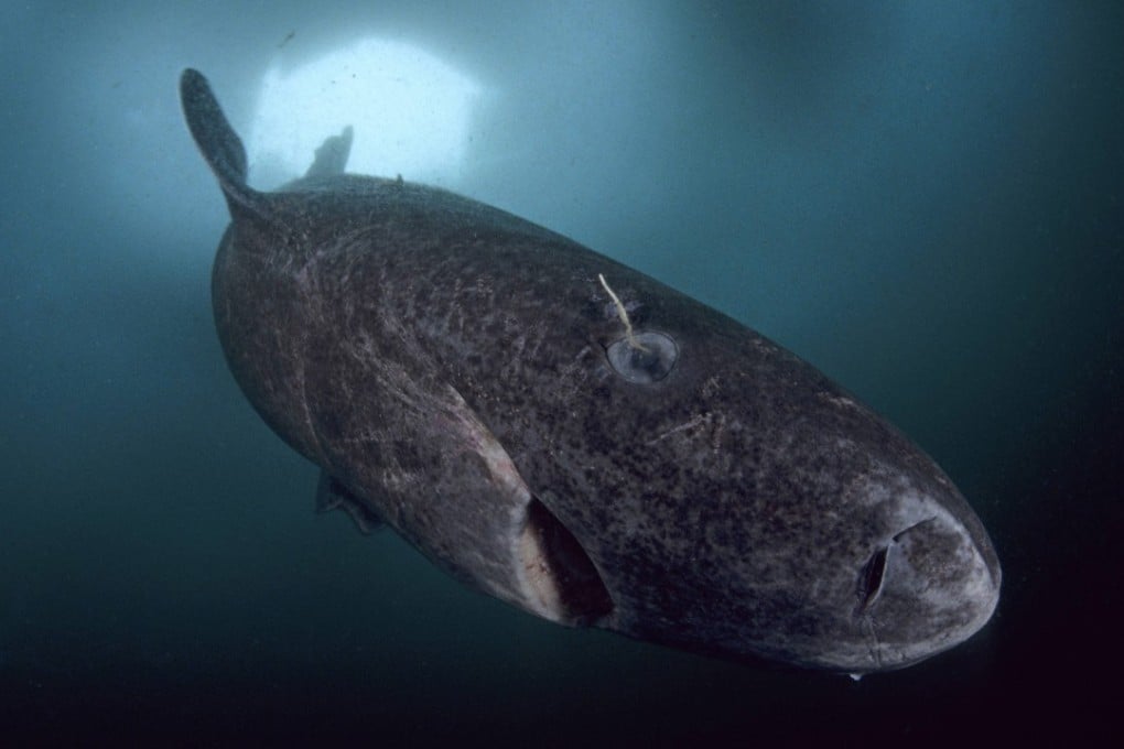 A Greenland shark. Picture: Alamy