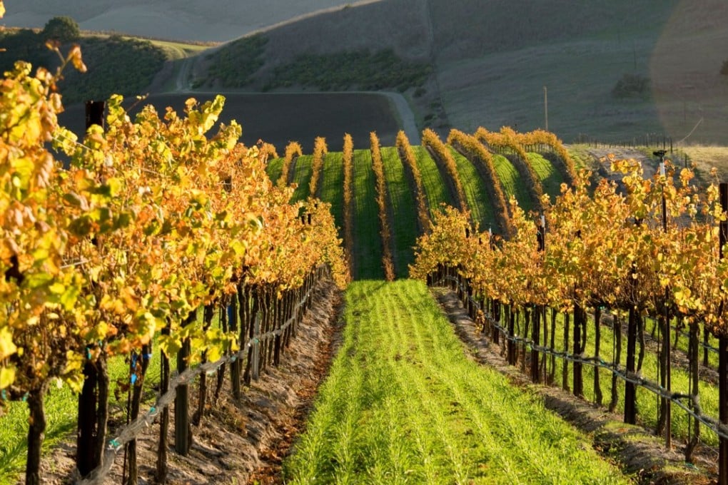 Vineyards in Santa Barbara wine country, California. Picture: Alamy