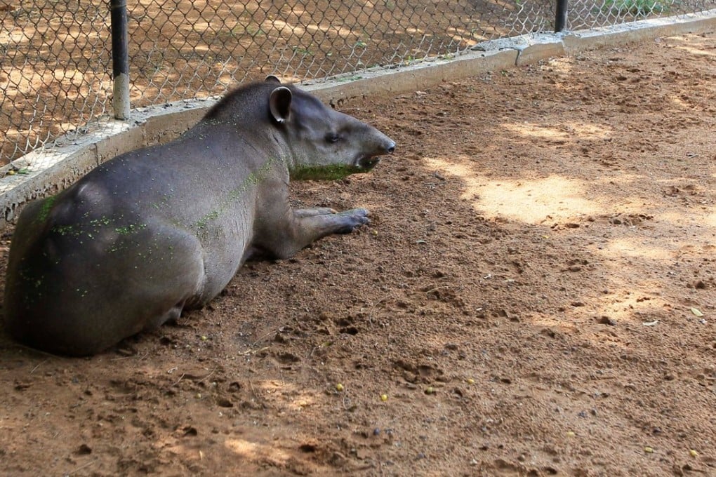A tapir is seen at the Zulia's Metropolitan Zoological Park in Maracaibo, Venezuela, on Wednesday. Two of the pig-like animals have recently been stolen from the zoo. Photo: Reuters