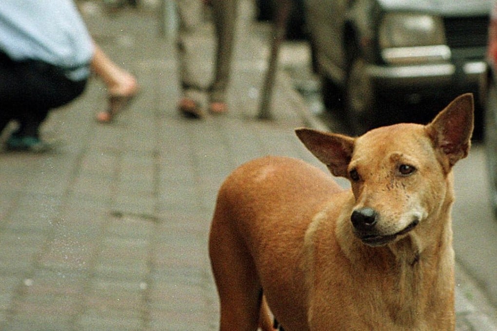 A stray dog walks on a downtown Kuala Lumpur street. Dog lovers often must keep their pets private to avoid disrupting a Muslim culture that deems the animals unclean. Photo: AP