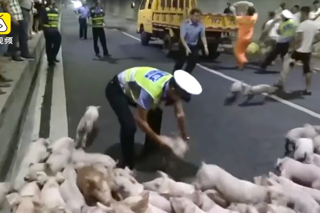 The piglets ran lose in a tunnel after escaping from the lorry. Photo: Handout