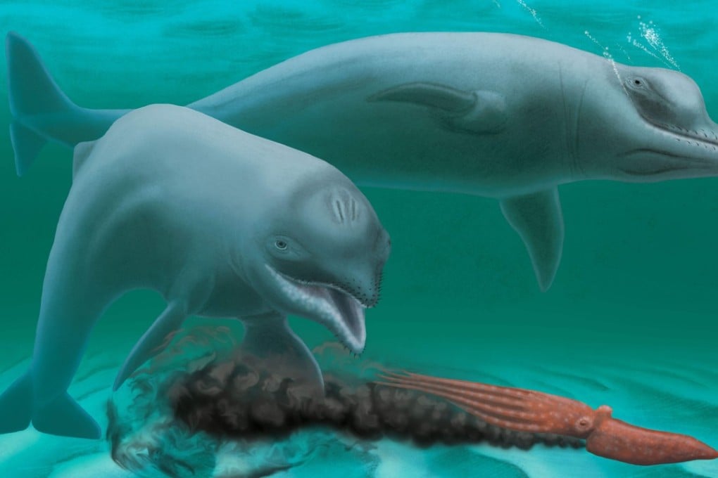 An artist’s impression of Inermorostrum xenops, a new genus and species of extinct dolphin. Photo: AFP