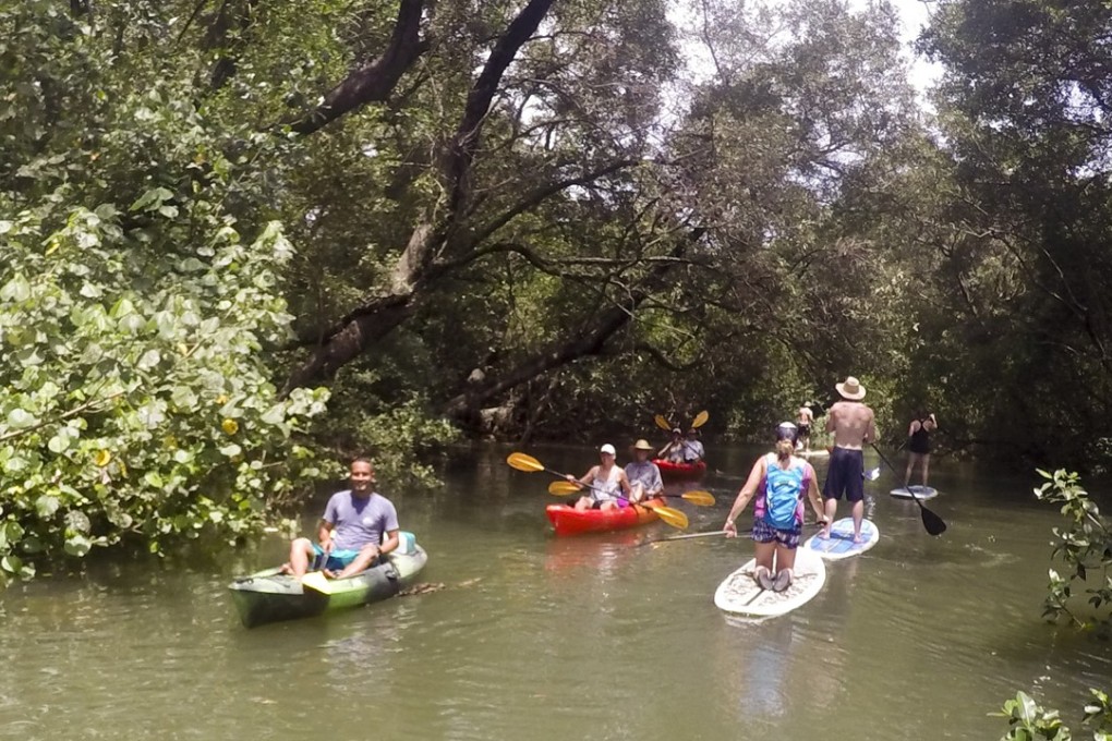 Paddle boarders on a river amid ancient mangroves in Nosara, Costa Rica. Photo: Nosara Surf Shop