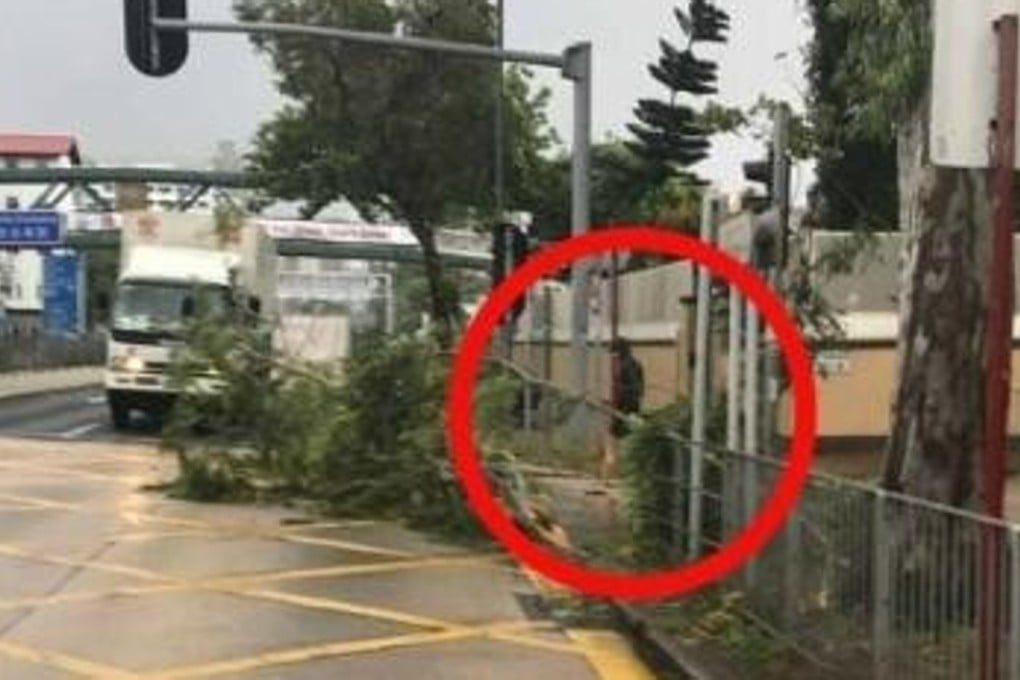 A photo shared online showing Chow Yun-fat helping to remove fallen tree branches. Photo: Handout