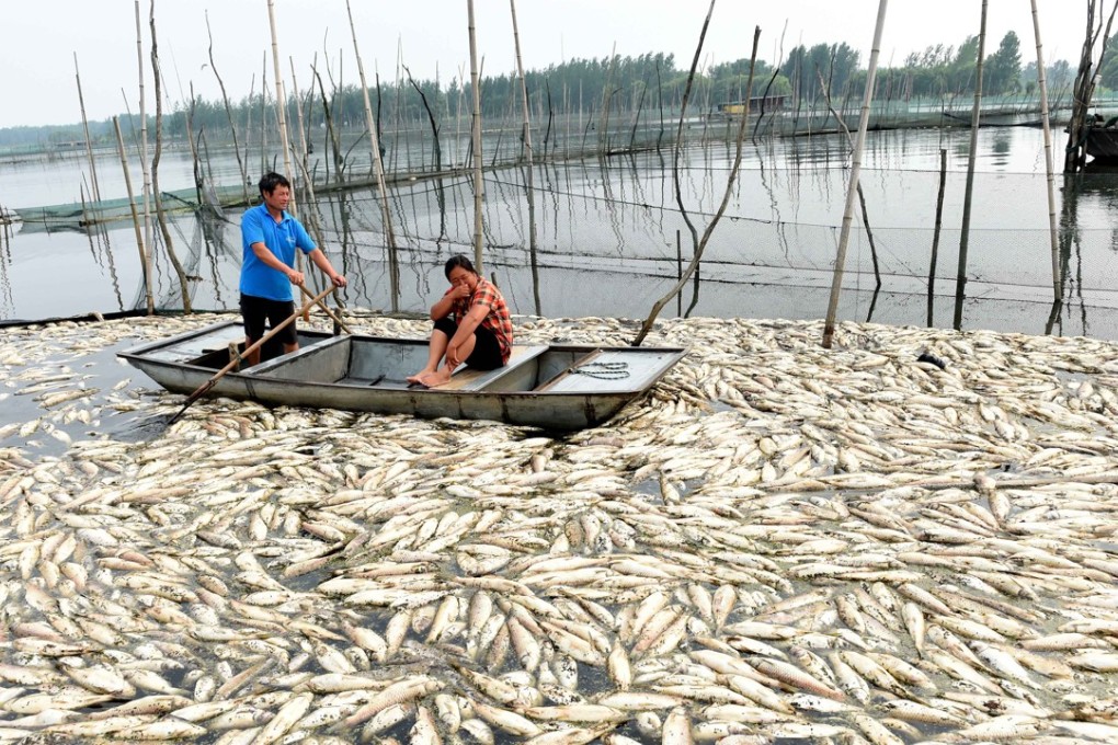 Fish killed by water pollution float on Tuo lake in Wuhe county of Anhui province in July 2015. Photo: Xinhua