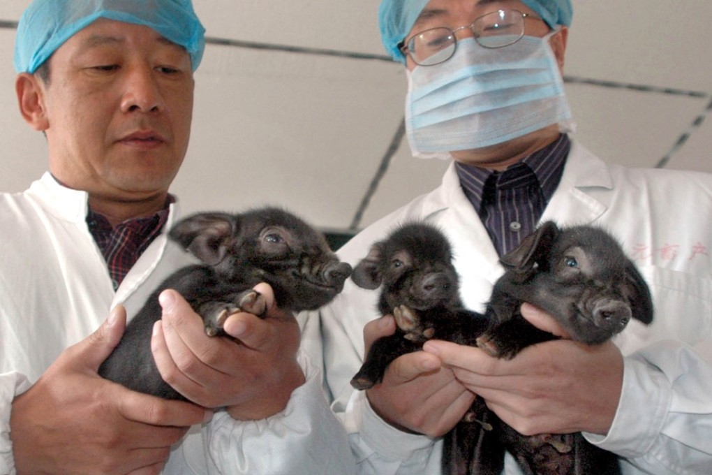 Scientists hold China’s first successfully cloned pigs, born in 2006 in Harbin, Heilongjiang province. Photo: EyePress News