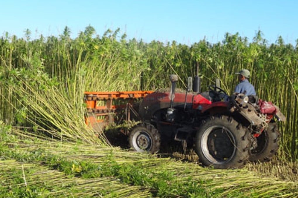 A farmer in Sunwu county, Heilongjiang province, harvests a crop of cannabis plants. Photo: Sunwu county government