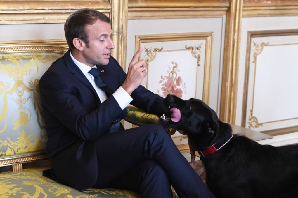 French President Emmanuel Macron plays with his dog Nemo during a meeting with German Foreign Minister Sigmar Gabriel at the Elysee Palace in Paris on Wednesday. Photo: AFP