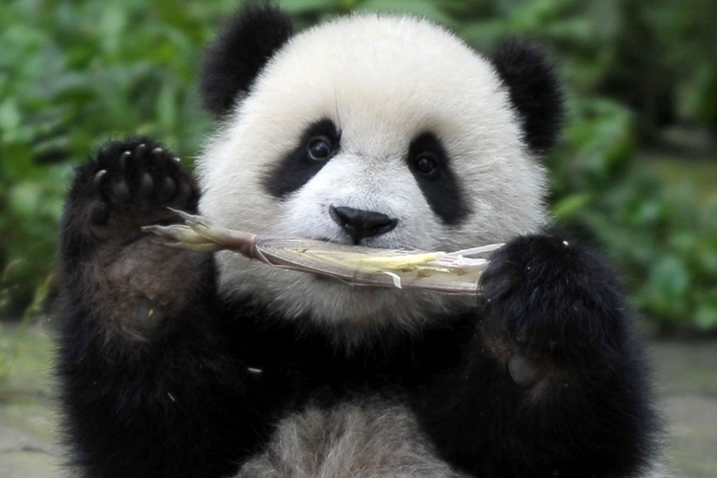 Researchers, professors and hi-tech entrepreneurs who move to Chengdu will get free entry to a list of museums and cultural venues in the city as well as the popular panda research base. Photo: Handout