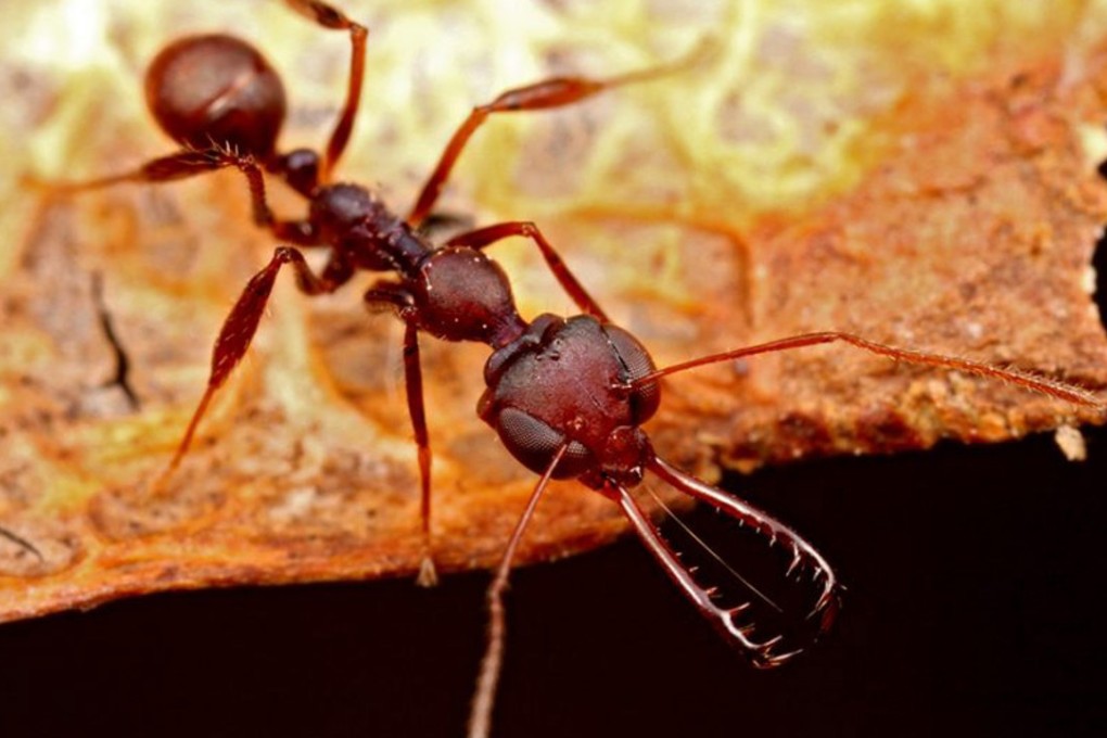 Myrmoteras trap-jaw ants can snap their jaws closed in half a millisecond. Photo: Steven O. Shattuck, University of Illinois at Urbana-Champaign.