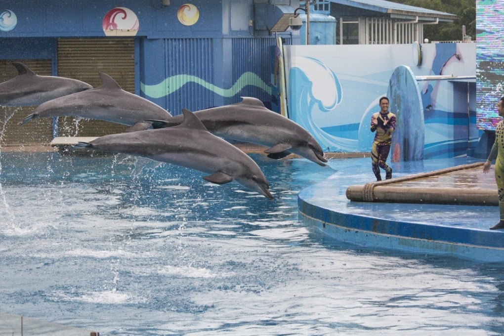 Dolphins perform at Ocena Park’s Ocean Theatre. Photo: May Tse
