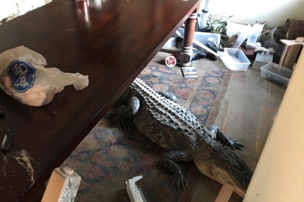 Harris County Constable Mark Herman on Friday shared this photo of a large alligator that made its way into a flooded home near Lake Houston, Texas. Photo: Facebook / Mark Herman