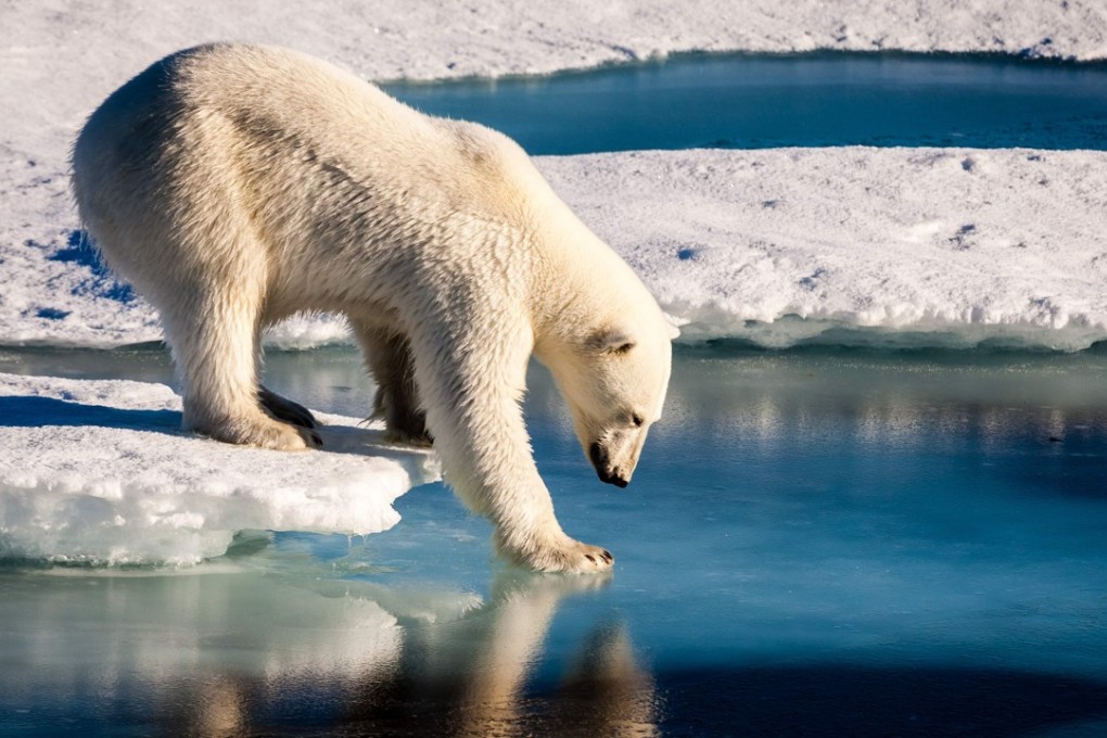 A polar bear tests the strength of thin sea ice in the Arctic, more common now because of global warming. Photo: AFP