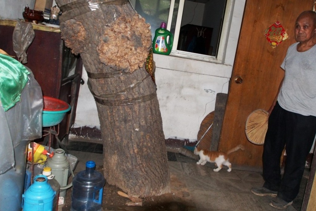 Jia Fulian, 96, said he regards the tree that grows through his house as a companion. Photo: Handout