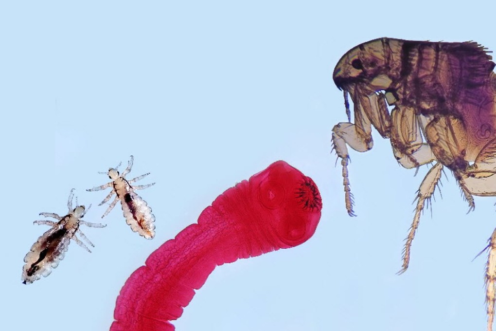 A retouched photo shows three of the best-known parasite species: lice, a tapeworm and a flea. Photo: Shutterstock