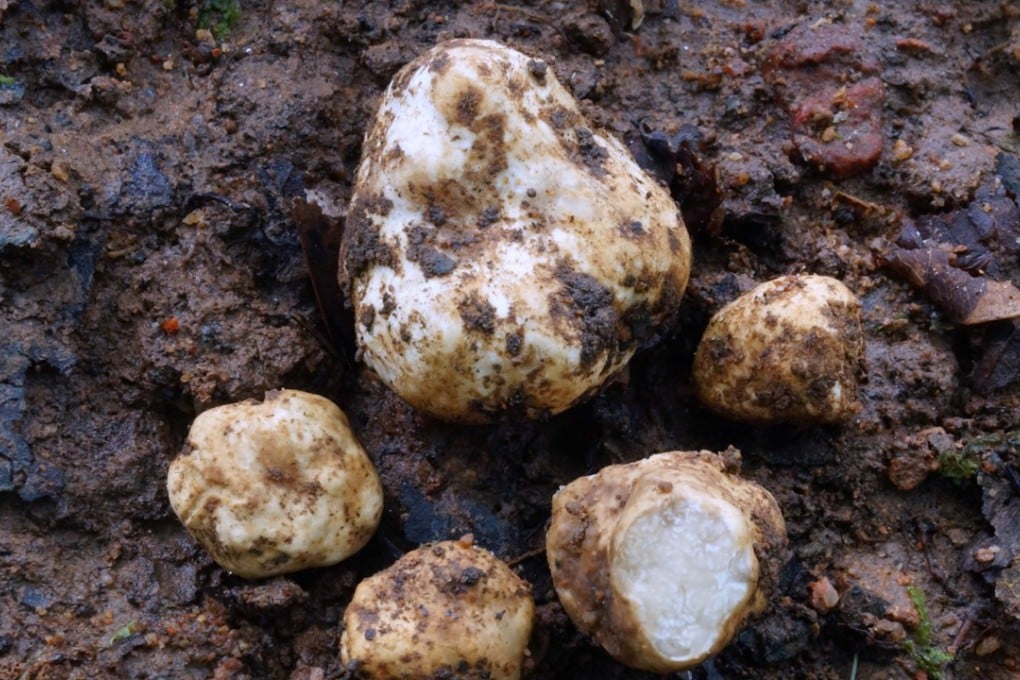 Truffles identified as tuber thailanddicum. Photo: AFP