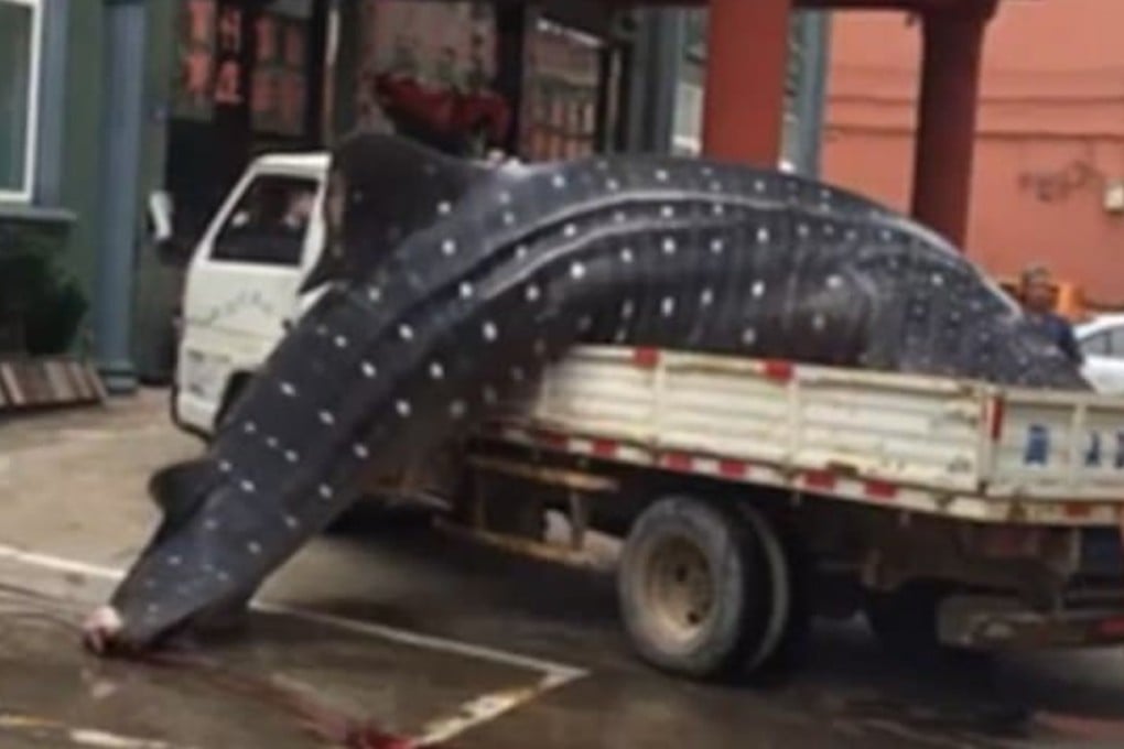 Police were tipped off about a dead whale shark being driven through the streets of Sansha township in Fujian province. Photo: Handout