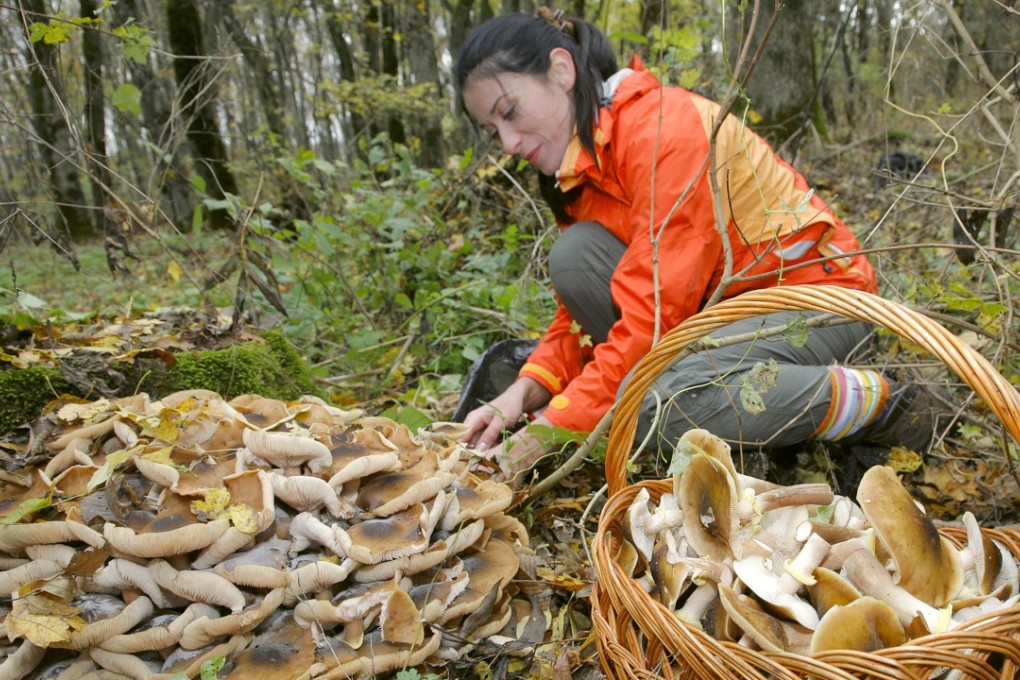 A woman gathers mushrooms in a forest near Stavropol, Russia, in this file fphoto. Photo: AFP