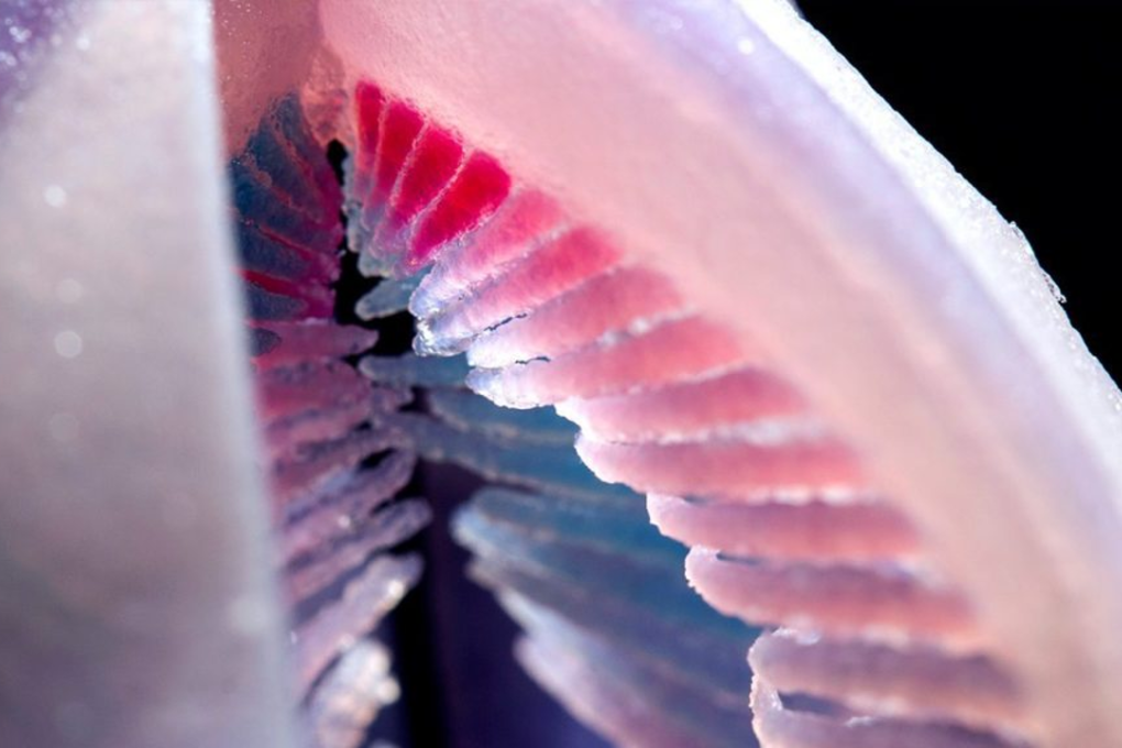 Mark Wilson’s Chromatose. Image: Mark Wilson